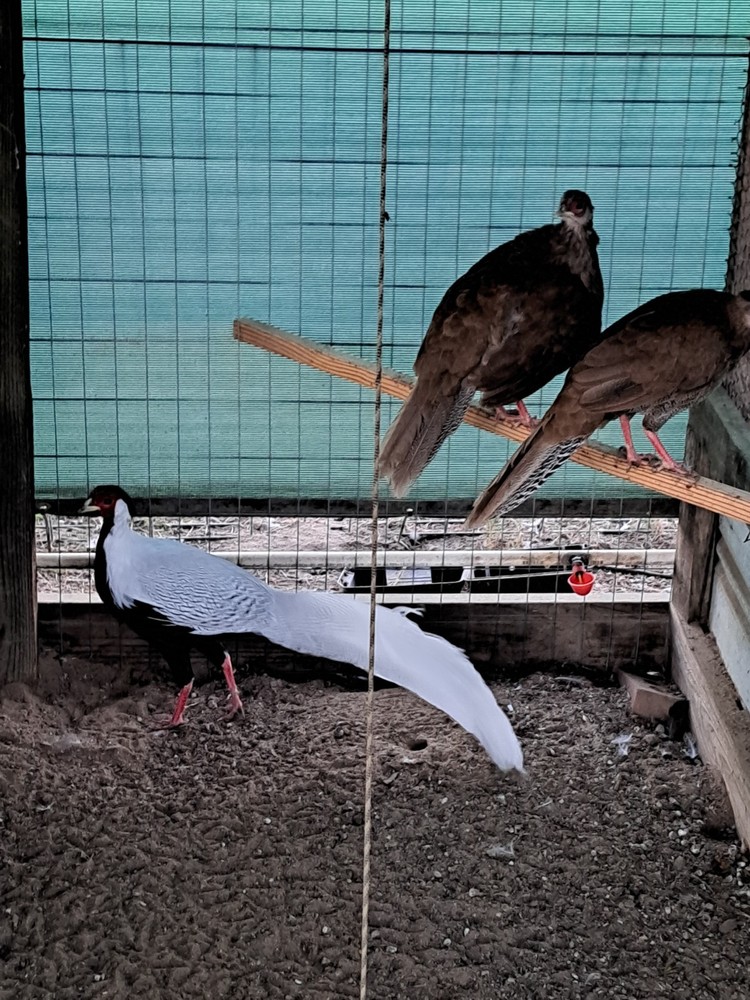 6 Silver Pheasant Hatching Eggs