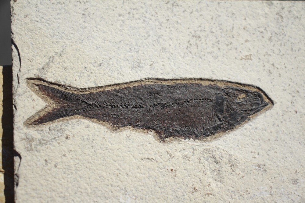 Fossil Fish • Knightia eocena • 5.5"