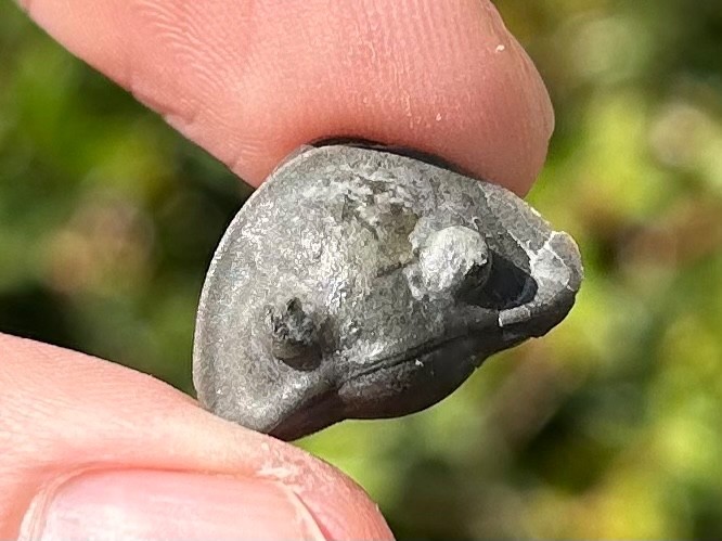 Trilobite Fossil Isotelus maximus Arnheim Formation Enrolled Ordovician Bug