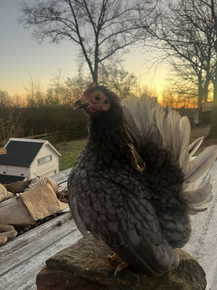 Serama Hatching Eggs from Show Stock NPIP 12+