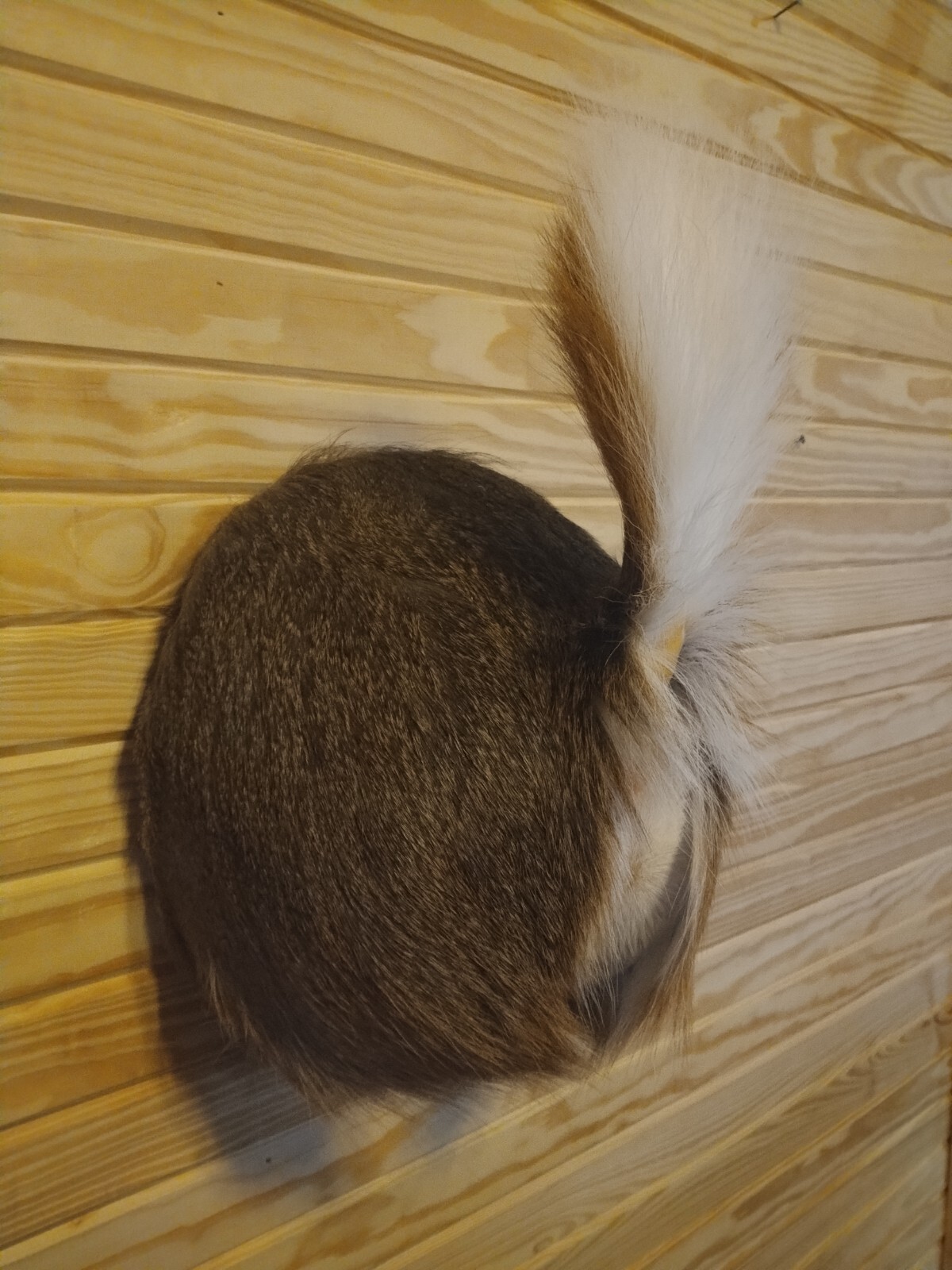 deer butt , deer rear end , TAXIDERMY, whitetail
