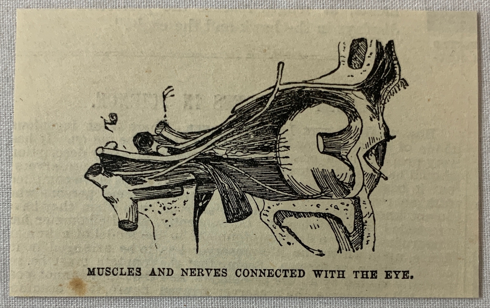 1880 magazine engraving ~ MUSCLES AND NERVES CONNECTED WITH THE EYE diagram