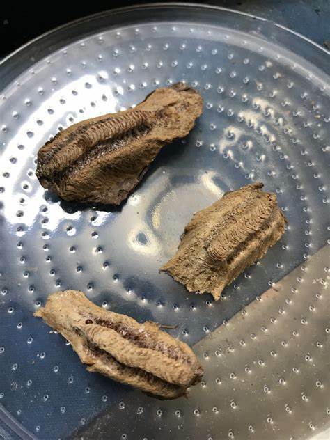 20 Freshly Harvested Carolina Praying Mantis Egg Cases Fresh Picked 2026 season.