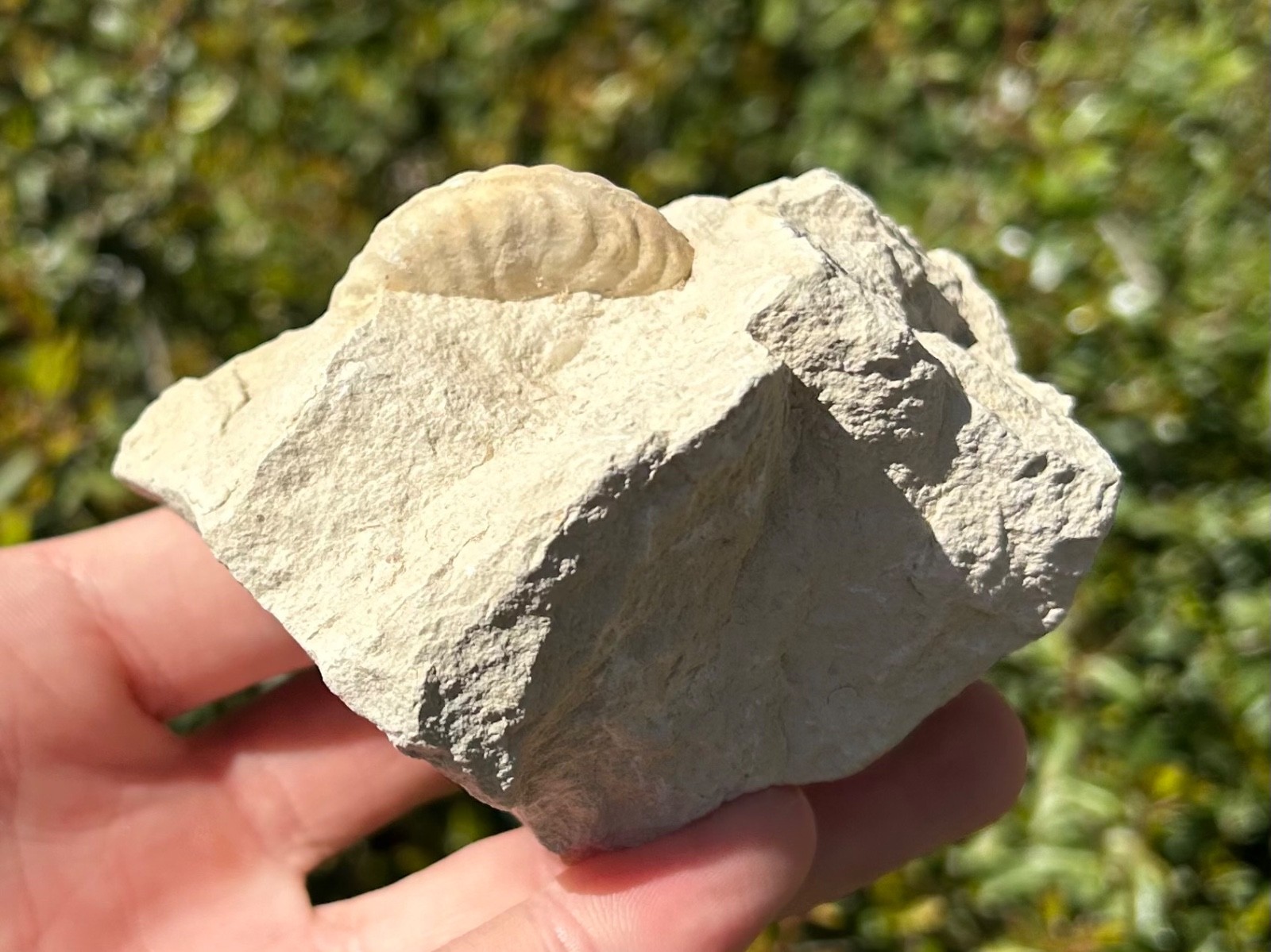Unprepped Ammonite Fossil in Matrix Mortoniceras Texas Cretaceous Duck Creek Fm
