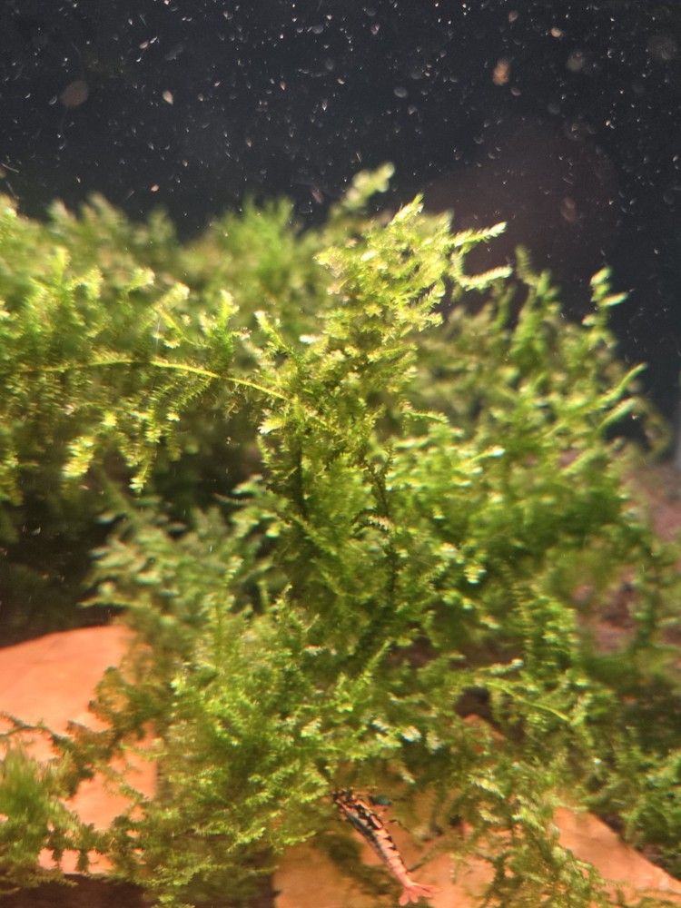 Triangle Moss Live Aquatic Moss Live Arrival Guarantee