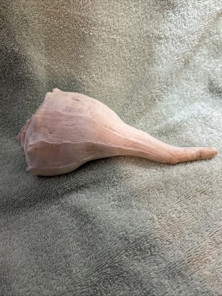 Lightning Whelk Sea Shell 8" Conch Beach Home Decor Nautical