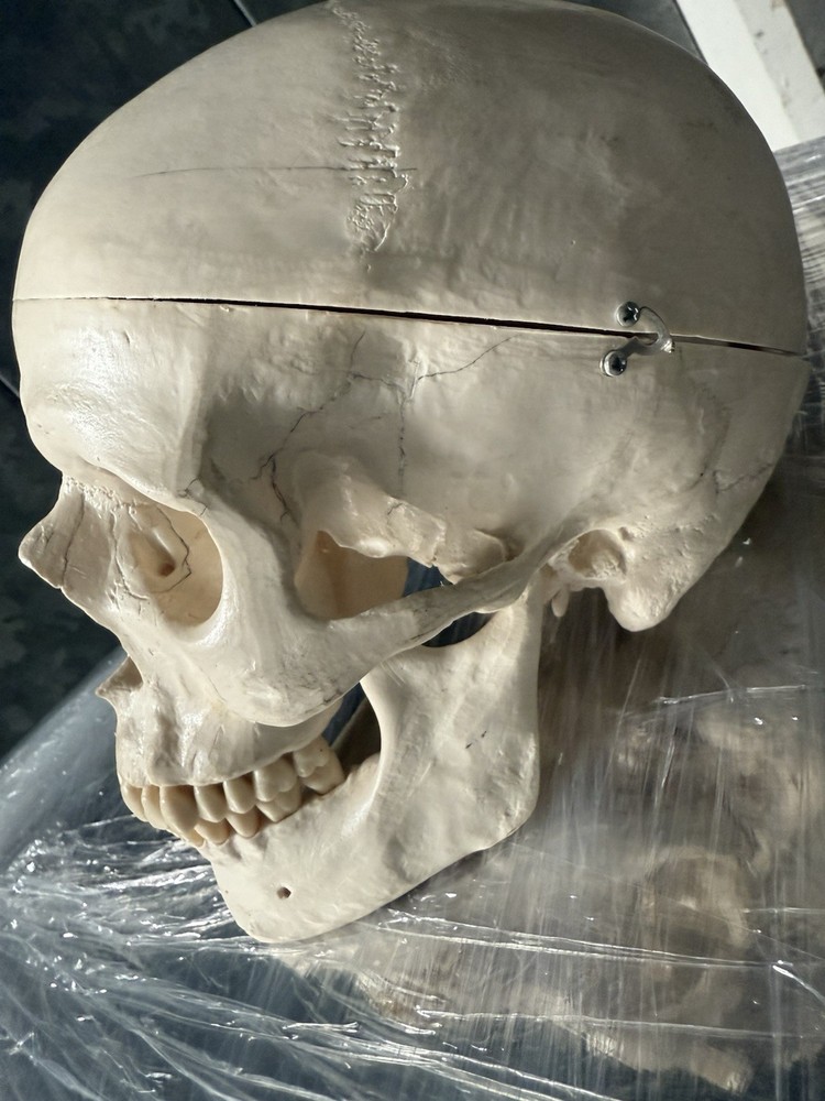 Artificial Human Skull Anatomical Model.