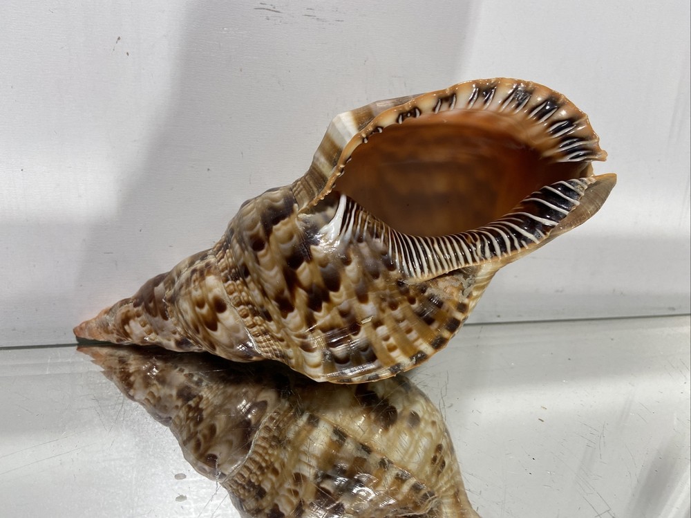 Seashell Large Size From Collection Rare and Beautiful