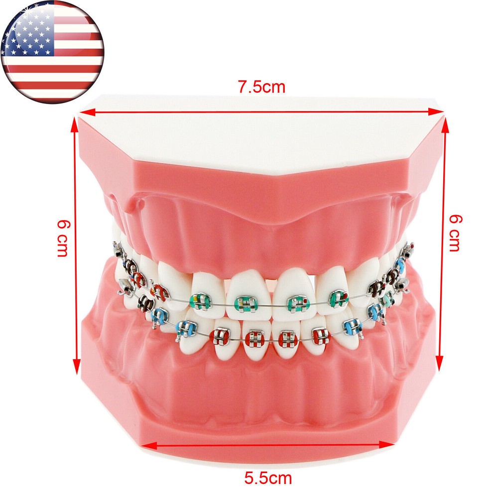 1:1 Dental Teach Study Typodont Teeth Model With Metal Ceramic Brackets Tubes