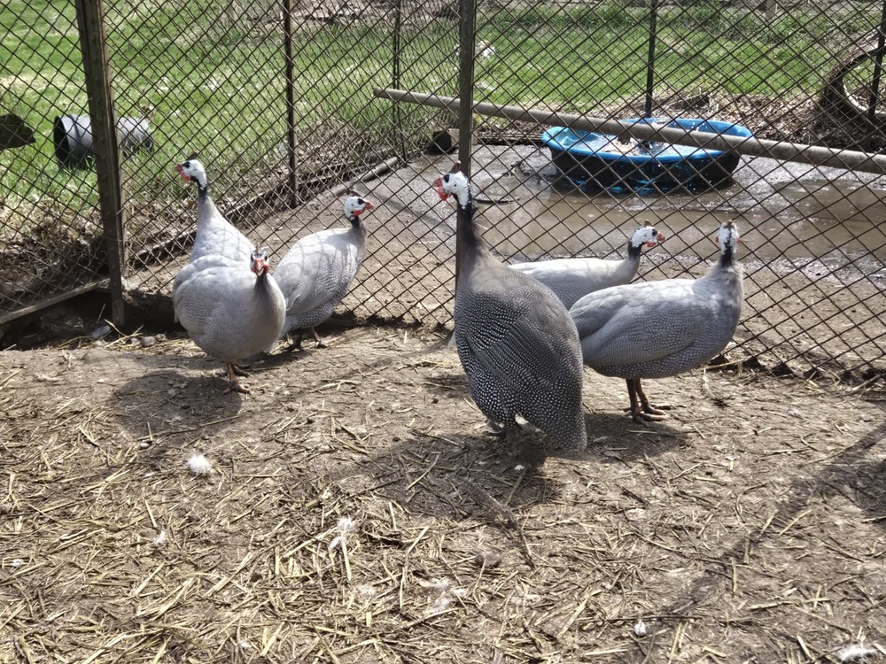 6+ Guinea Fowl Hatching Eggs.