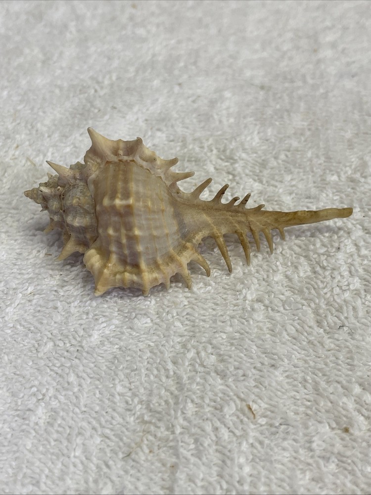 Unique Sea Shell with Spines 3" Long for crafts / display