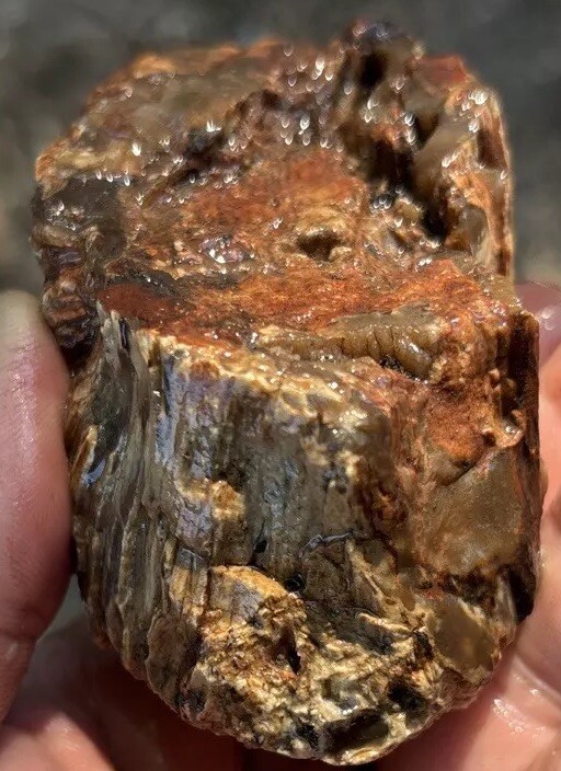 Silver Creek Junction petrified wood