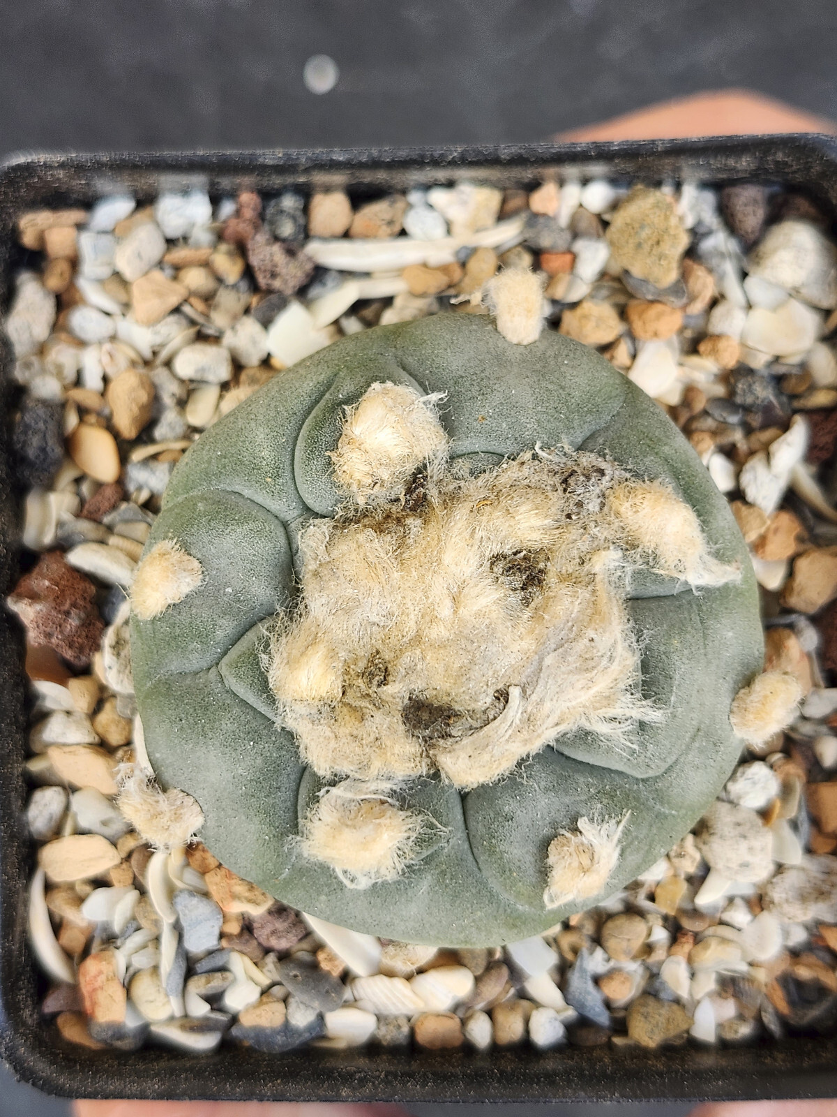 ONE(1) RARE Cactus sp koehresii, seed grown in 2.60" pot, large root