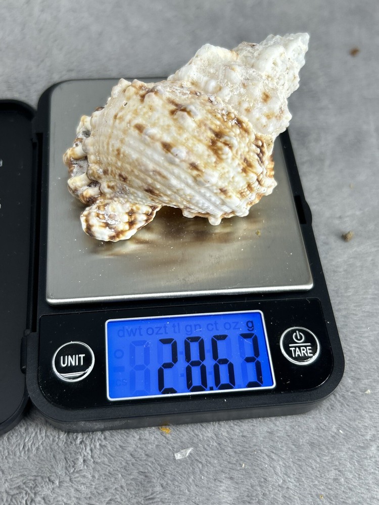 Large Pacific Lampas Shell Seashell 3.25" Beach Cottage Decor