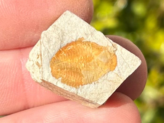 Georgia Fossil Trilobite Aphelaspis brachyphasis Conasauga Formation Cambrian