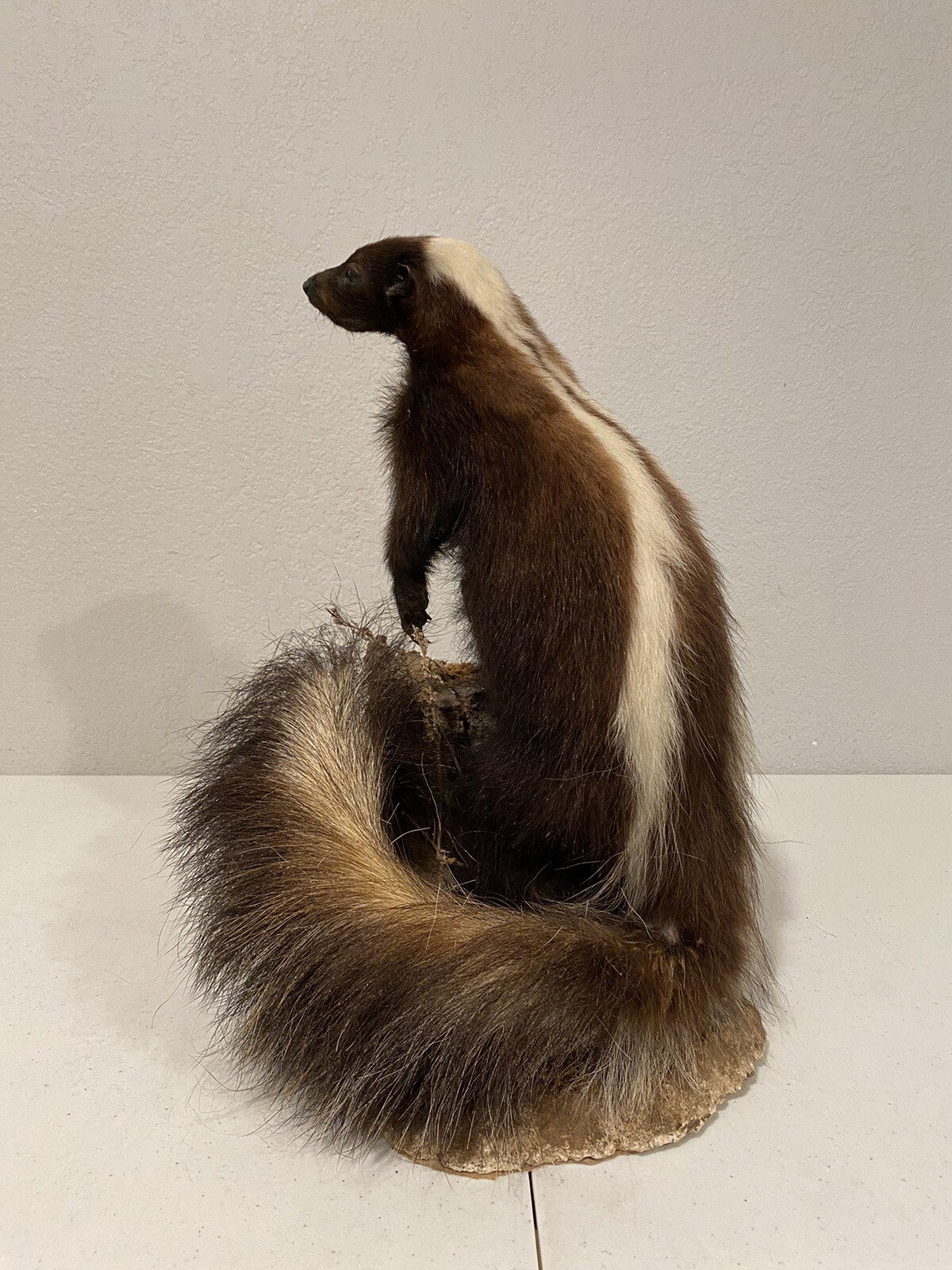 Rare Adult Brown Striped Skunk Taxidermy Mounted 16” Tall Vintage Oddity NICE
