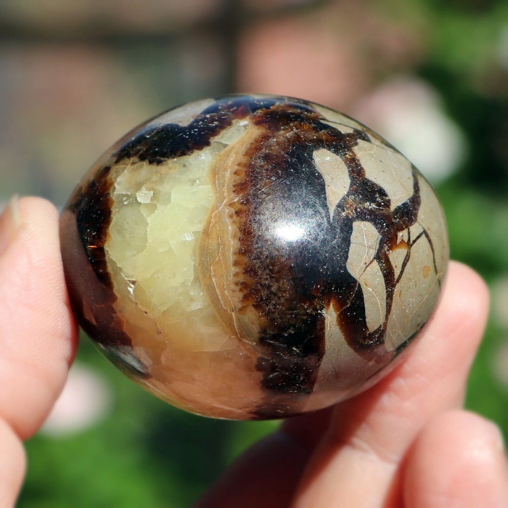 Polished Septarian Nodule (SEP43)