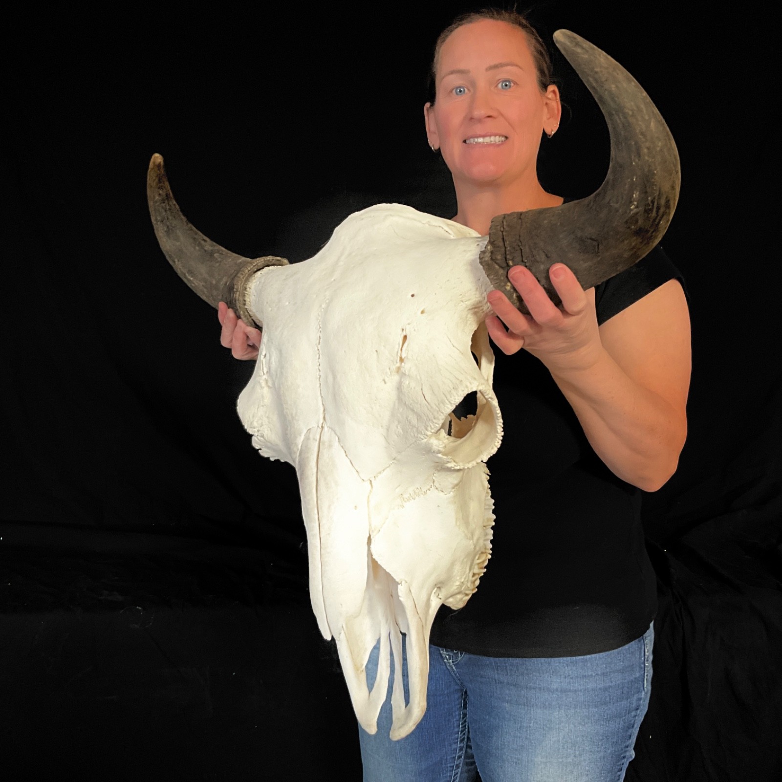 Buffalo skull Rustic decor taxidermy 378