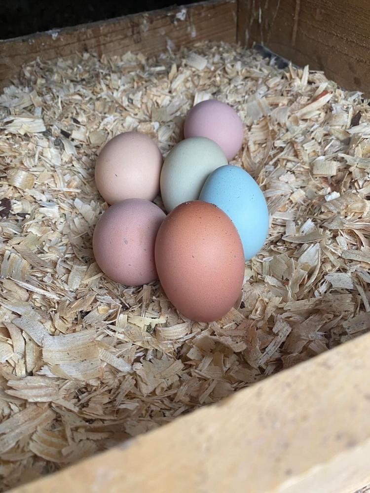 12 Rainbow chicken hatching eggs| Healthy Flock
