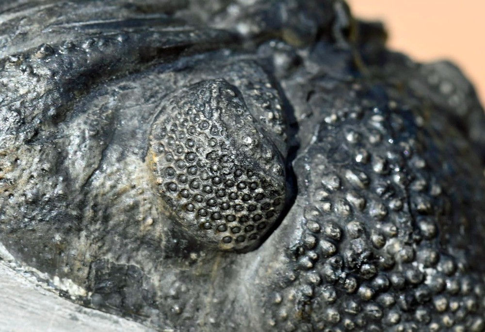 Trilobite Fossil, Drotops, from Morocco #2