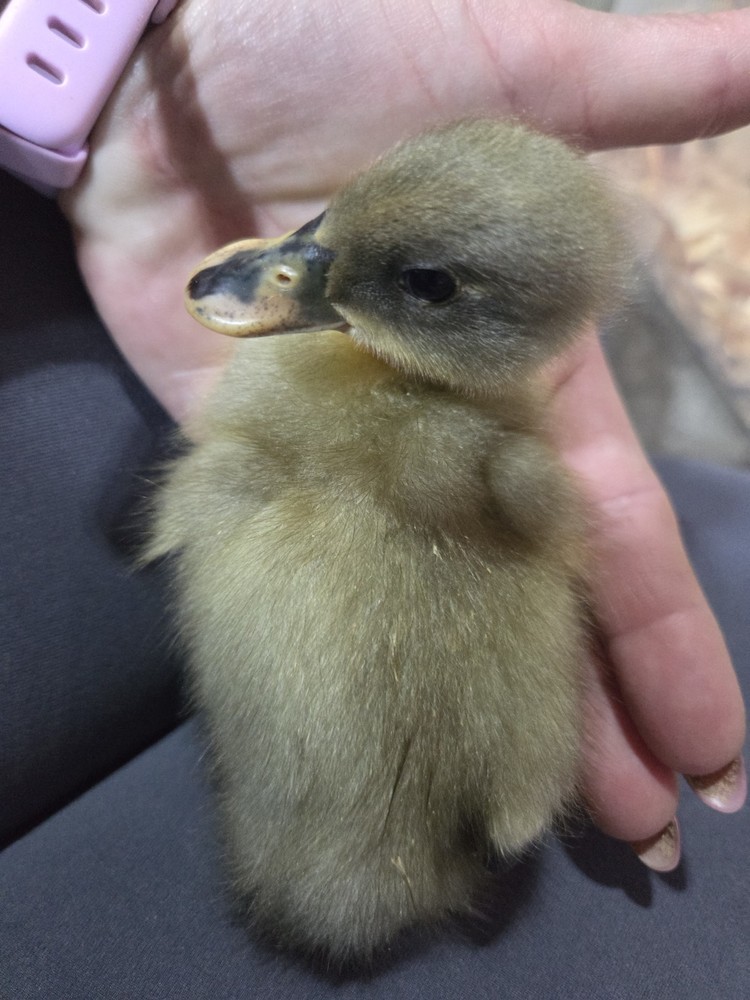 Muscovy Duck Hatching Eggs 12