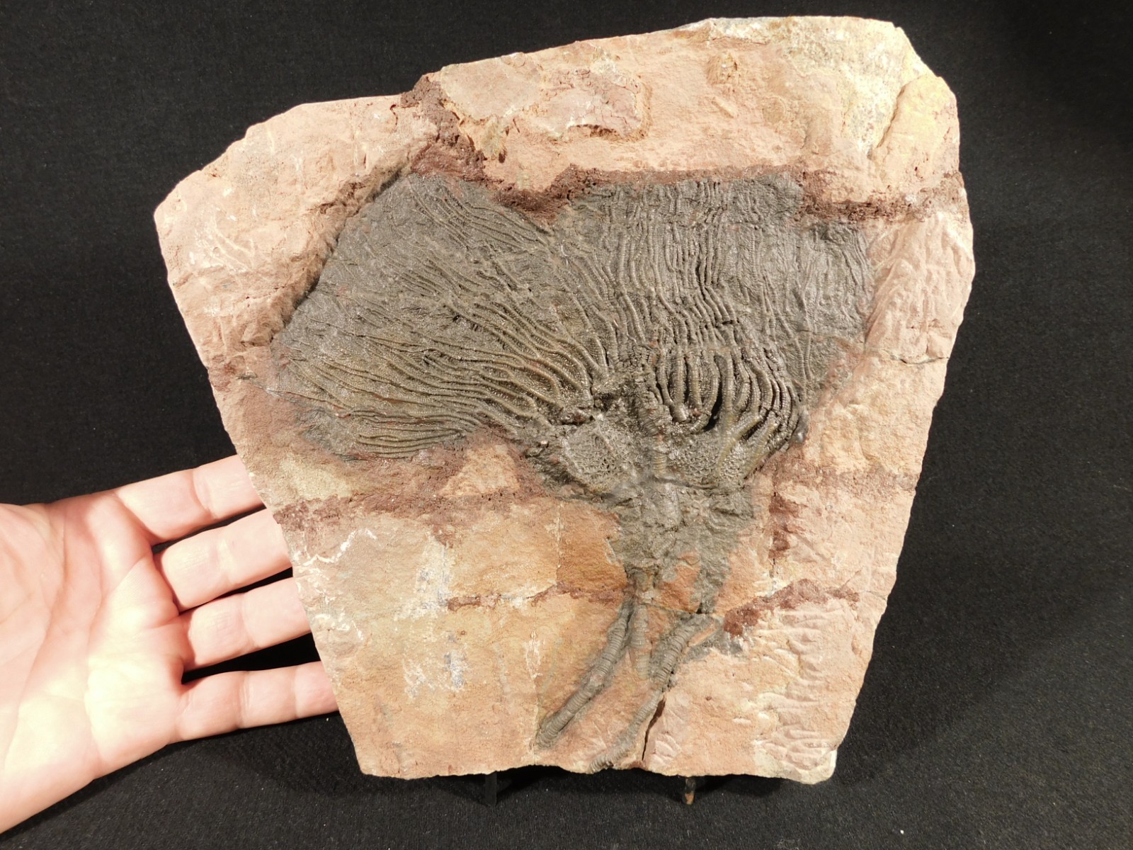 TWO BIG! 430 Million Year Old! CRINOID Fossils or Sea LILY Fossil Morocco 1565gr