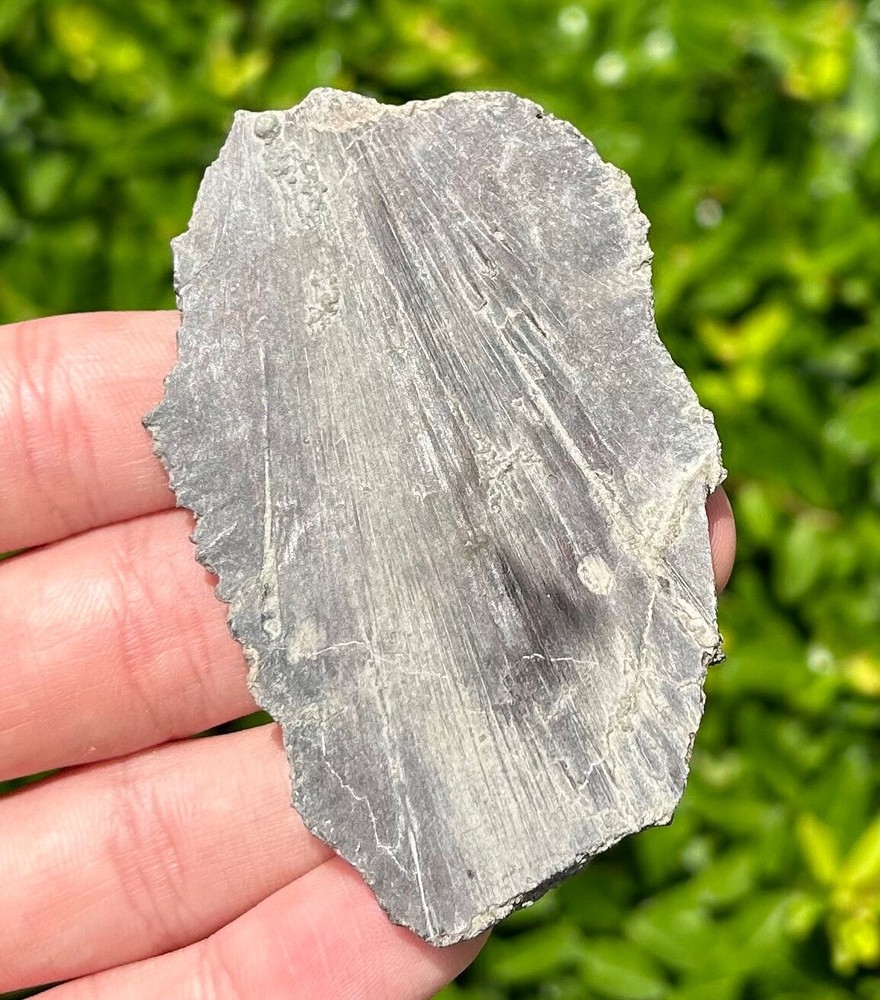 NICE Protostega Fossil Cretaceous Turtle Shell Dinosaur Bones Ozan Formation