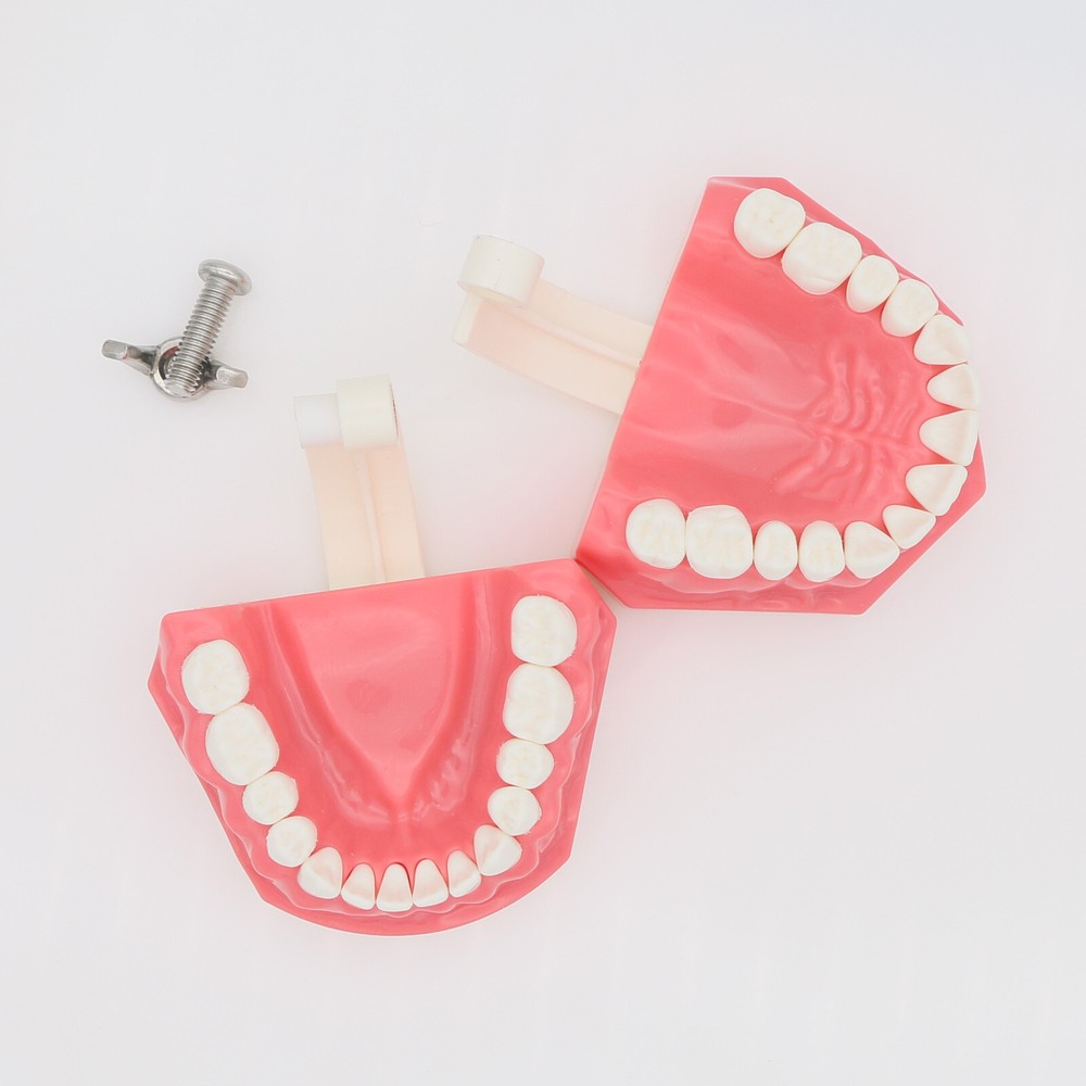 US Dental Teeth Typodont Model for Brushing Flossing Practice Teaching Study