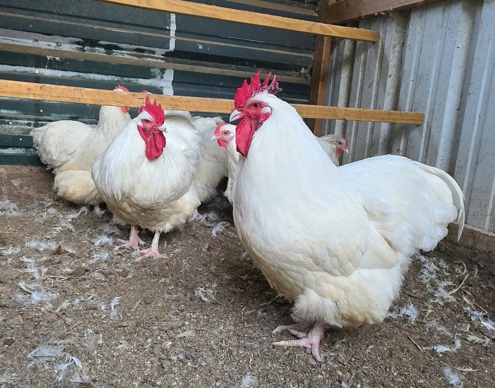 12 White English Orpington hatching eggs