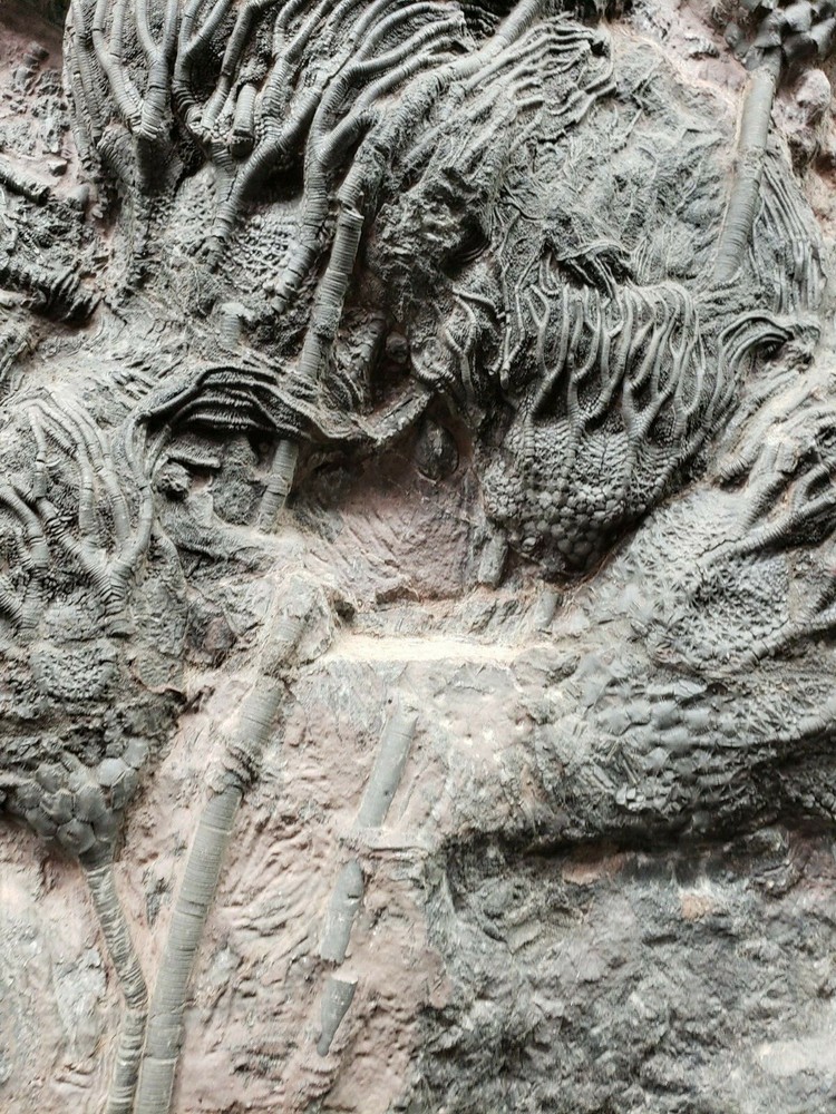 Scyphocrinus Crinoid Morocco Mortality Plate