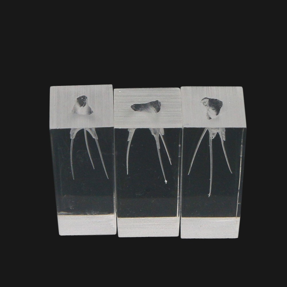 10pcs Dental Endodontic Practice Model 3 Root Canals Endo Training Block Clear