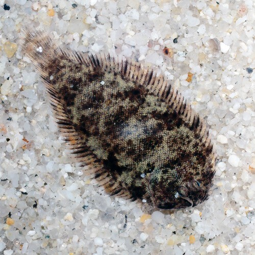 5-Pack Freshwater Flounder 1” (Achirus fasciatus) – Live Bottom Dweller Fish
