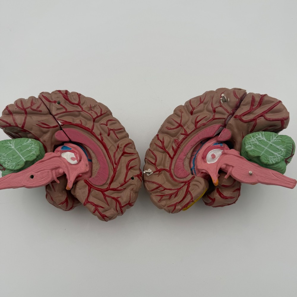 Anatomically Accurate Human Brain Model Anatomy Science Teaching