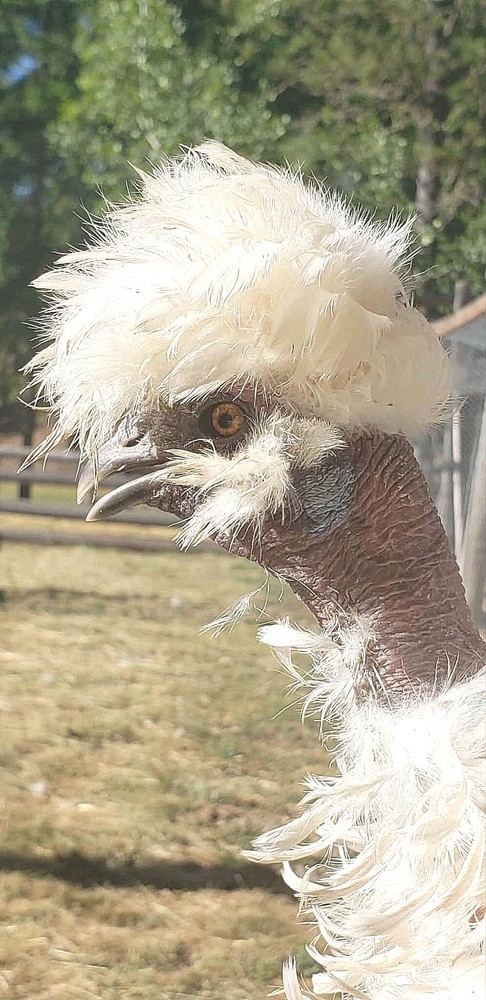 10+ BEAUTIFUL Silkie Hatching Eggs .
