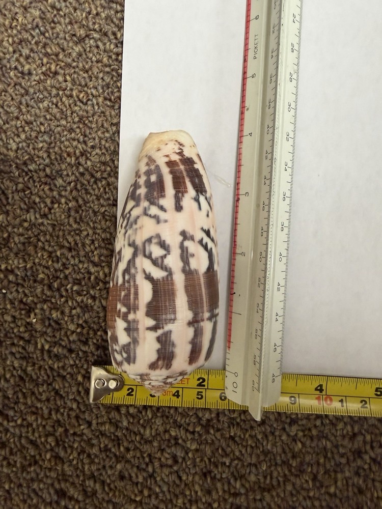 Large Cone Shell Black White Pattern Conus Sea Shell Specimen 4” Inches