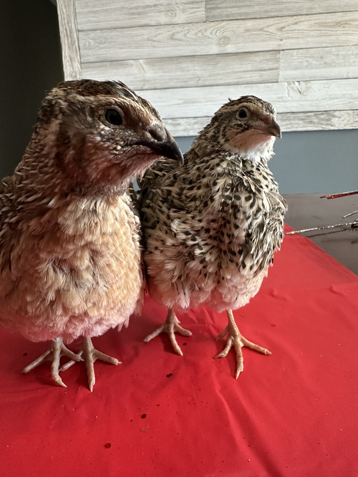 36 Coturnix Quail Fertile Hatching Eggs, NPIP Certified Game Farm
