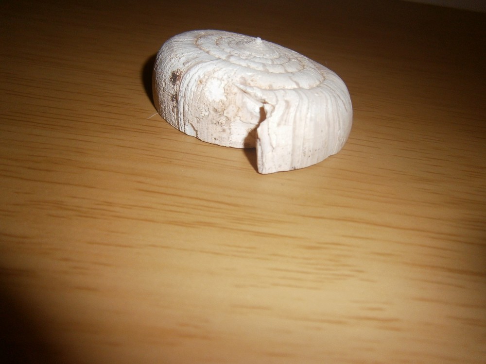 Vintage fossil or cast???? 5.7cm's (E15d)