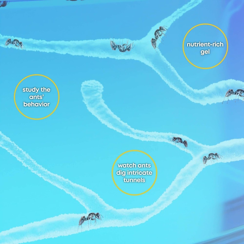 Rechargeable Ant Farm Kit with Learning Guide - Fun STEM Activity for Kids