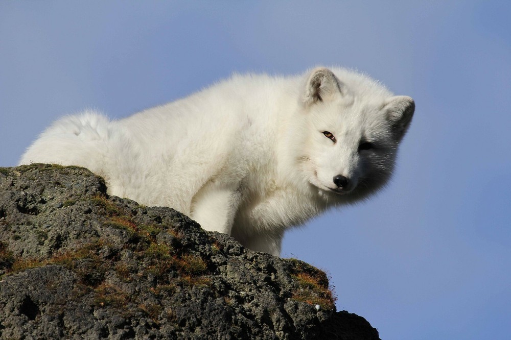 Arctic Fox Taxidermy Reference Photo Cd