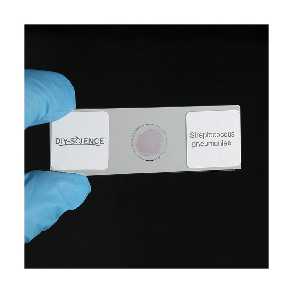 Prepared Bacterial Pathogens Microscope Slide Set, 12pcs Demonstrates The Bac...