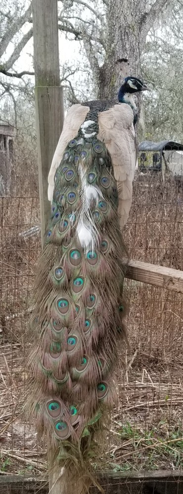 6+ VARIETY PACK PEACOCK PEAFOWL EGGS for HATCHING, Read Full Description