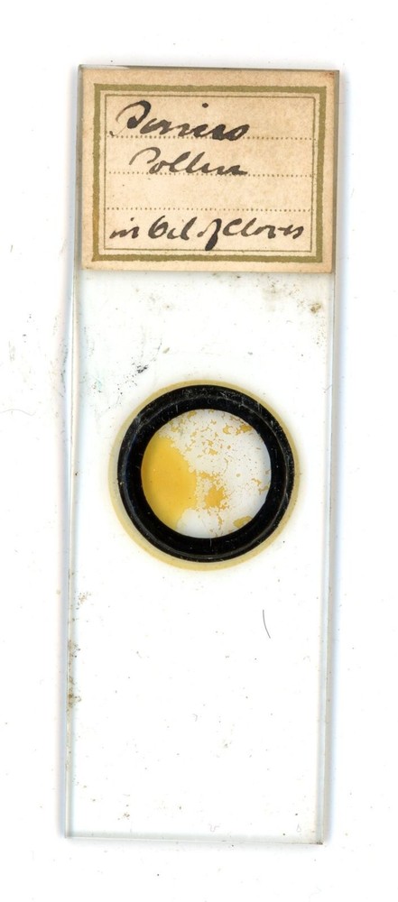Antique glass Microscope slide Daisies Pollen sample #51