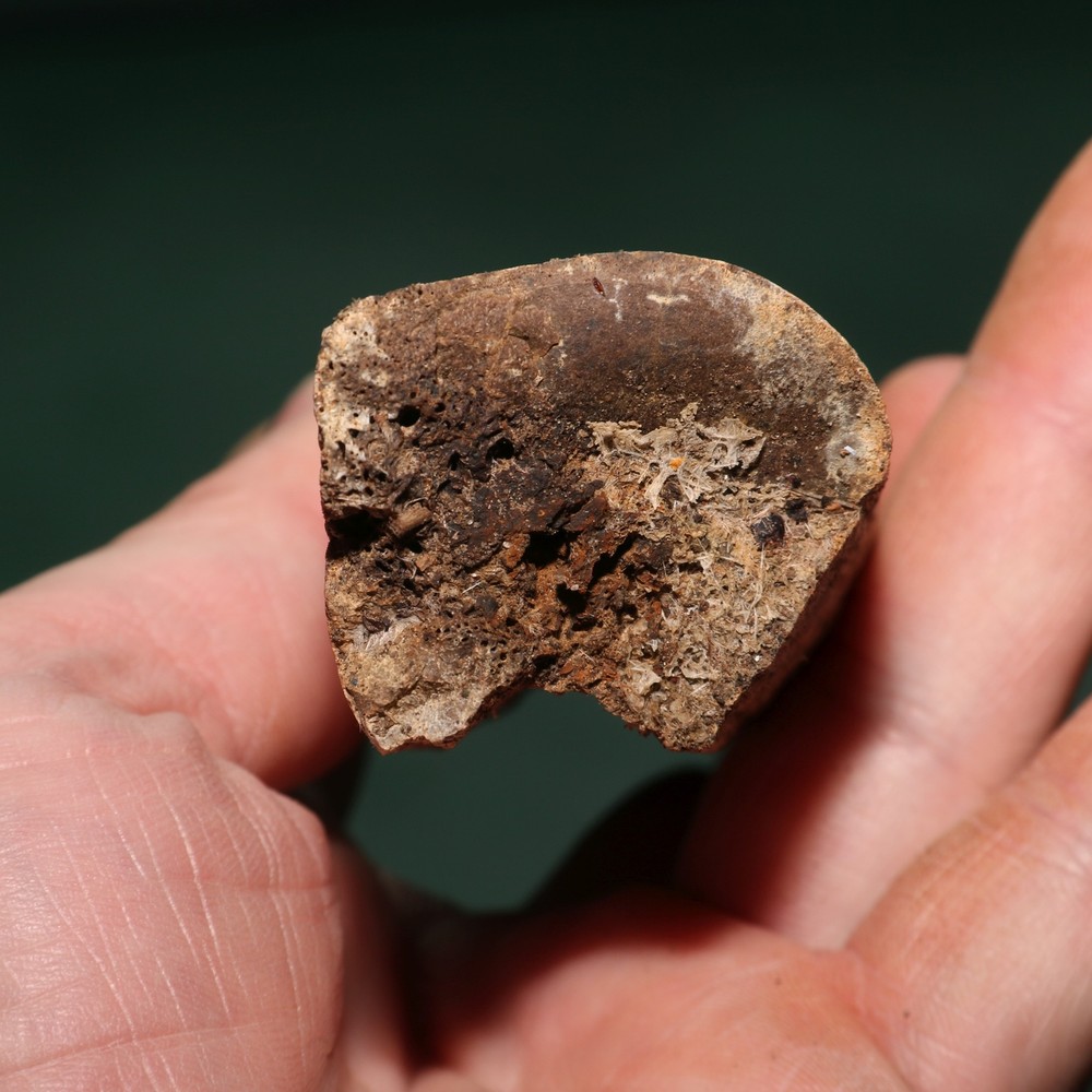 Dinosaur Rib Section Bone Fossil - Authentic - Hell Creek Formation - Gorgeous