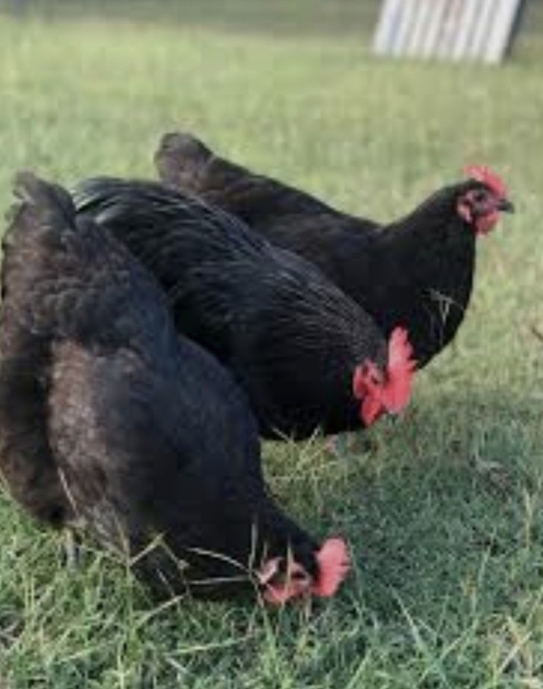 6 BBS Maran Chicken Hatching Eggs