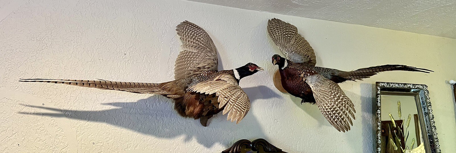 Vintage PAIR Real Ringneck Flying Pheasants Wall Mounts Taxidermy LOCAL PICKUP