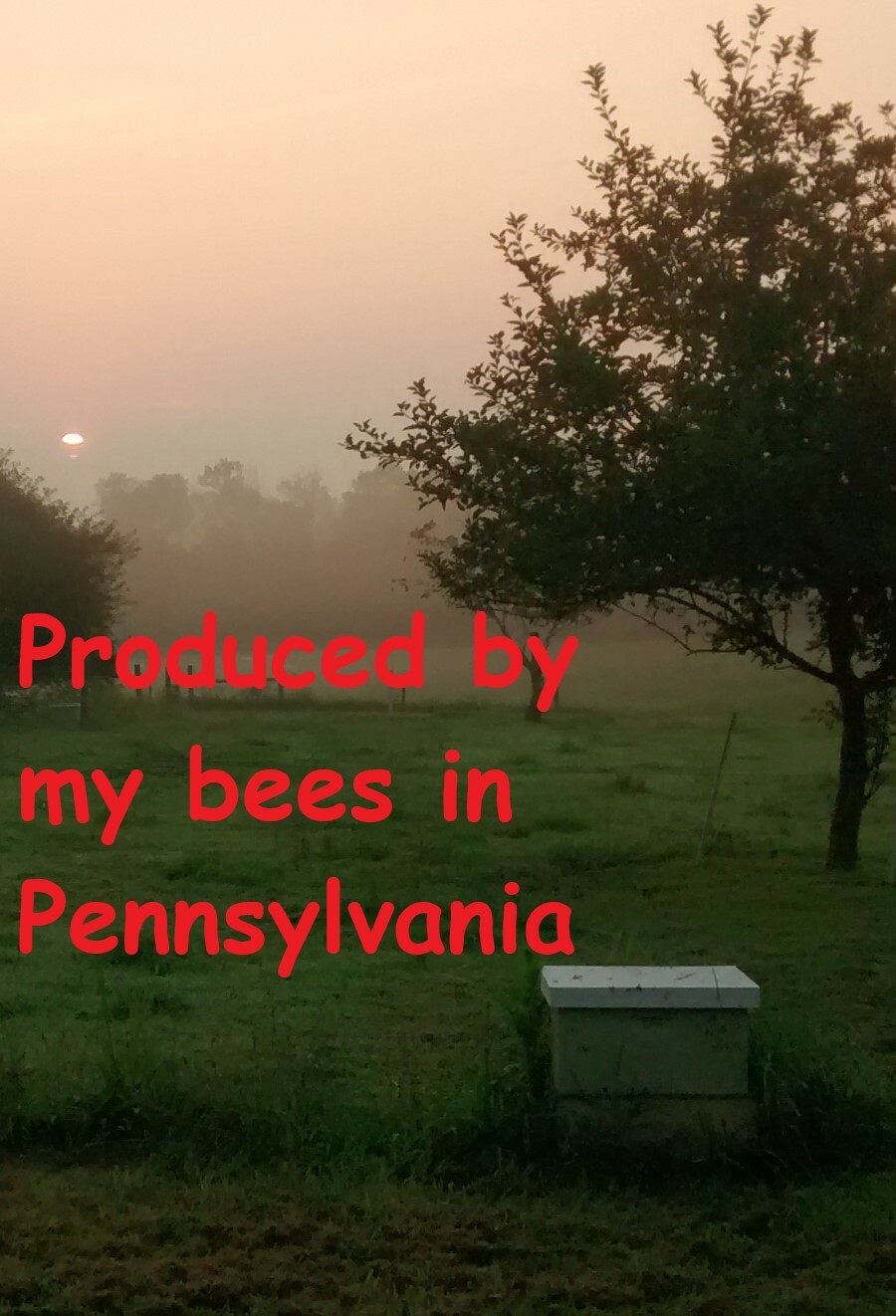 1 Gallon easy pour jug RAW Pennsylvania WILDFLOWER HONEY 100% PURE & NATURAL