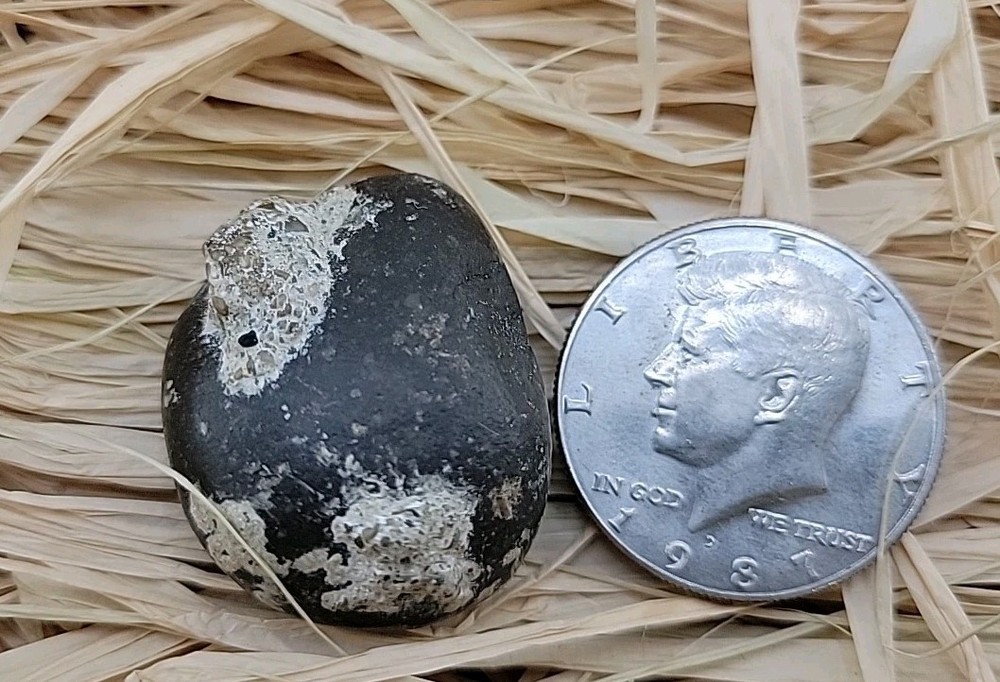 Real Permineralized Reptile Egg Fossil