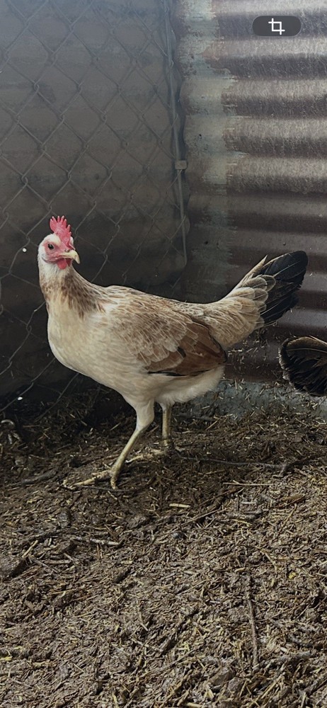 Little Johnnie Hatching Eggs
