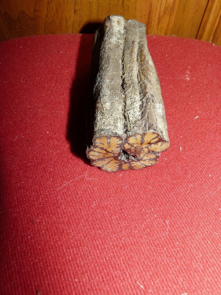PERU AMAZON AYA. VINE CARVING #5