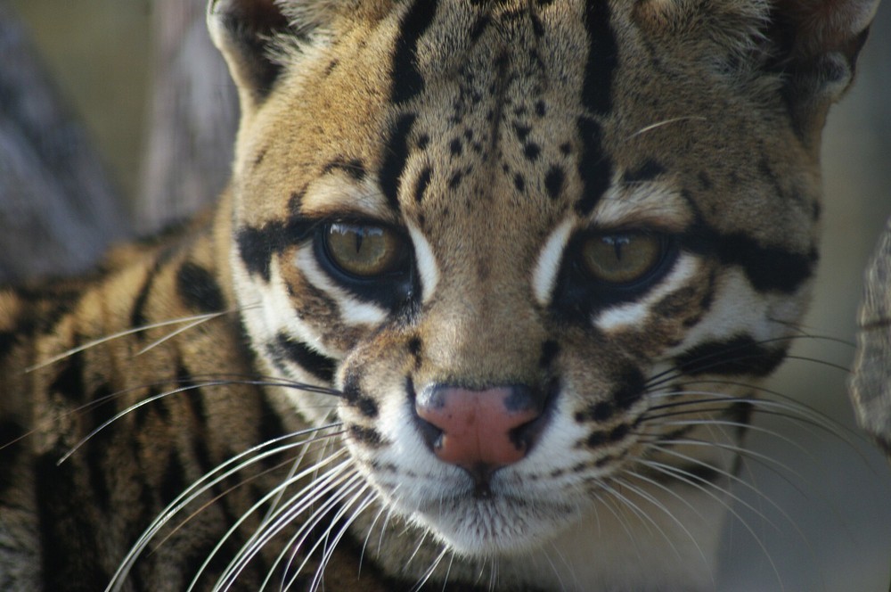 Ocelot Taxidermy Reference Photo Cd